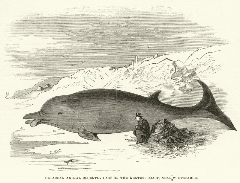 Cetacean Animal nyligen gjutit på Kentish Coast, nära Whitstable (gravyr) av English School