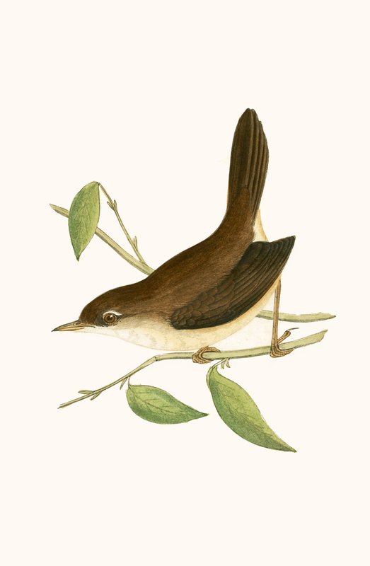 Cettis sångare, illustration från "A History of the Birds of Europe Not Observed in the British Isles" av Charles Robert Bree (1811-86), publicerad 1867 av English School
