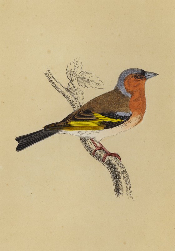 Bofink (färg litho) av English School