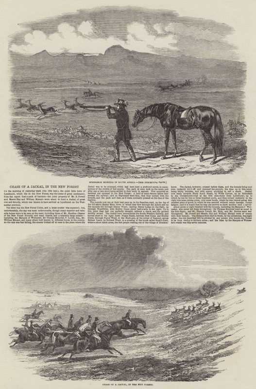 Chase of a Jackal, in the New Forest (gravyr) av English School