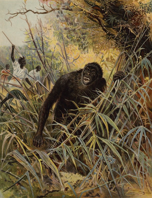 Jagar en gorilla av English School