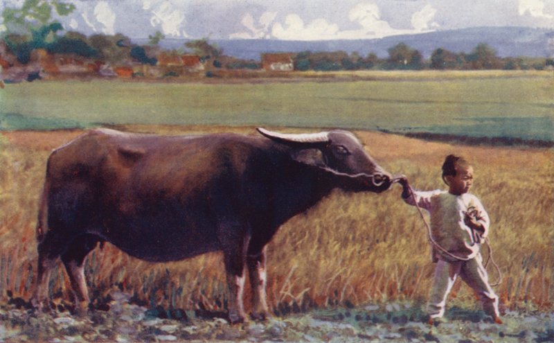 Barn i Kina: Barn leder buffel (färglitografi) av English School