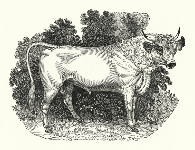 Chillingham Cattle (gravyr) av English School