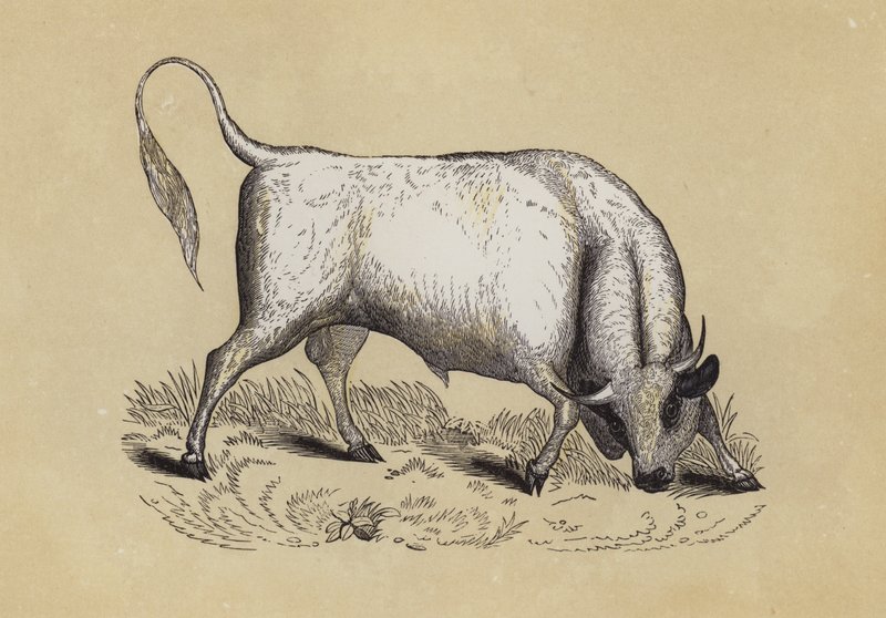 Chillingham Wild Bull (litho i färg) av English School