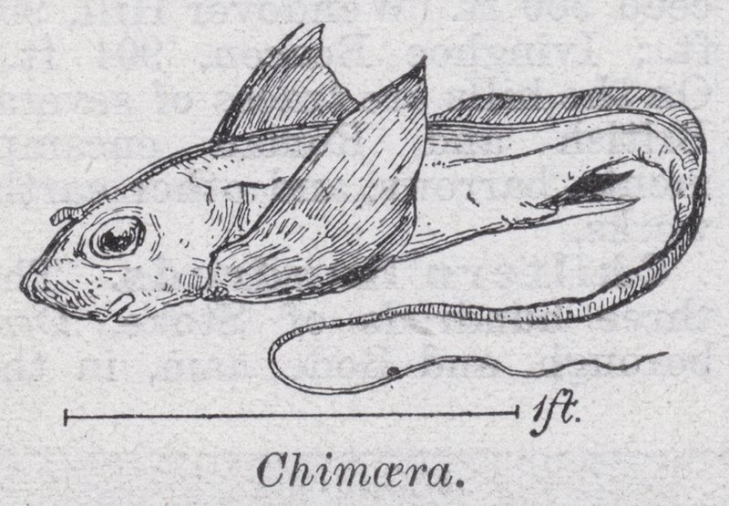 Chimaera (medlemmar) av English School