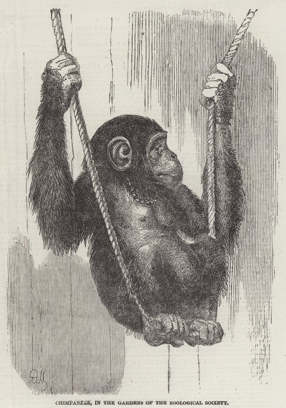 Schimpans, i Zoological Societys trädgårdar (gravyr) av English School