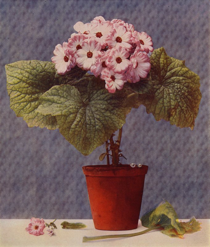 Cineraria (fotogravyr) av English School
