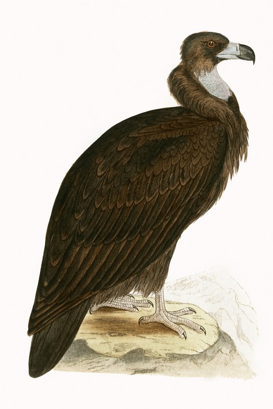Cinereous Vulture, illustration från "A History of the Birds of Europe Not Observed in the British Isles" av Charles Robert Bree (1811-86), publicerad 1867 (lito i färg) av English School
