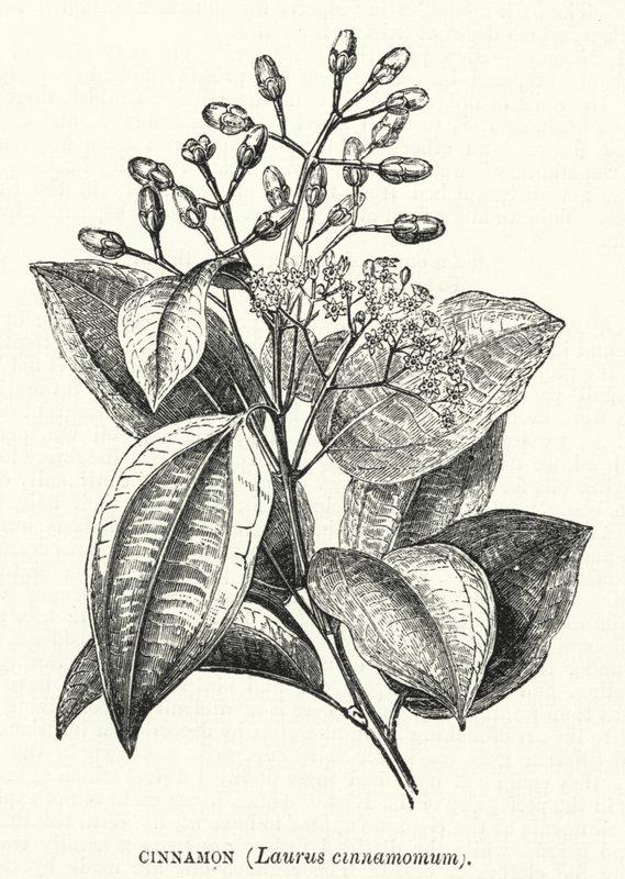 Kanel, Laurus cinnamomum (gravyr) av English School