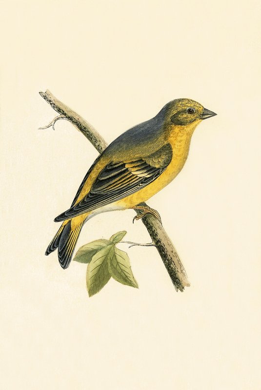 Citril Finch, illustration från "A History of the Birds of Europe Not Observed in the British Isles" av Charles Robert Bree (1811-86), publicerad 1867. av English School