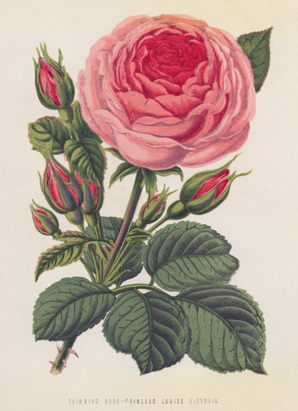 Climbing Rose, prinsessan Louise Victoria (färg litho) av English School