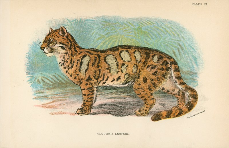 Trädleopard av English School