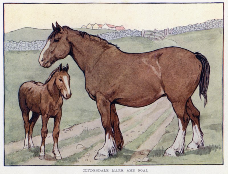 Clydesdale sto och föl av English School
