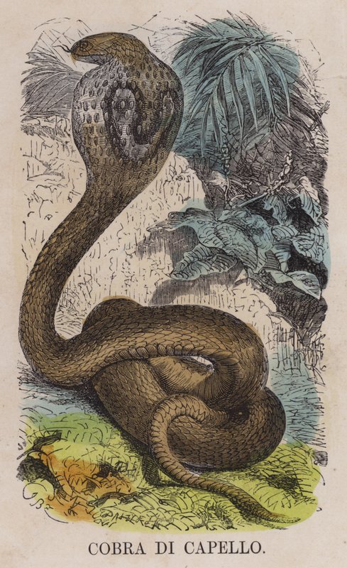 Cobra Di Capello (färgad gravyr) av English School