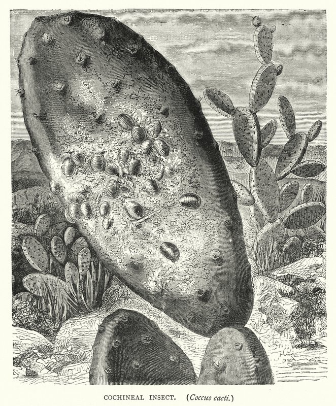 Cochineal Insekt, Coccus cactus (gravyr) av English School