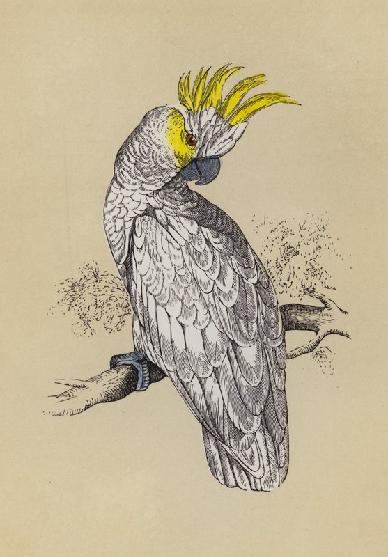 Kakadua (färg litho) av English School