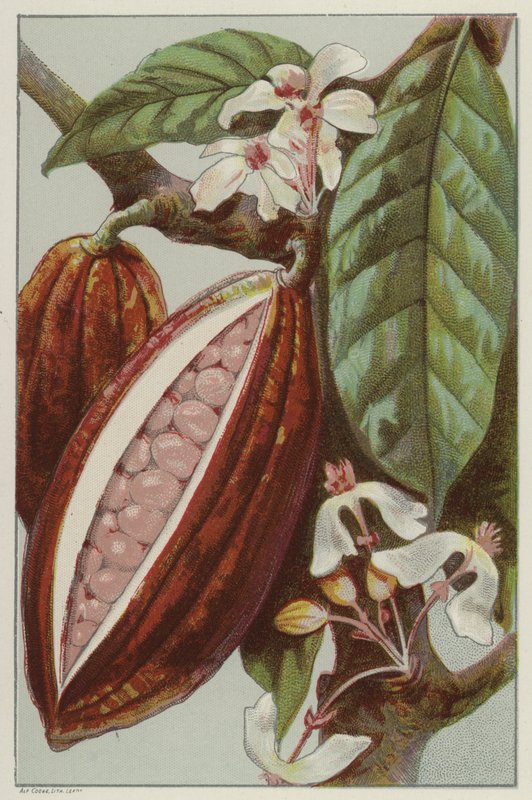 Kakaoblommor och baljor som visar insidan av en balja (chromolitho) av English School