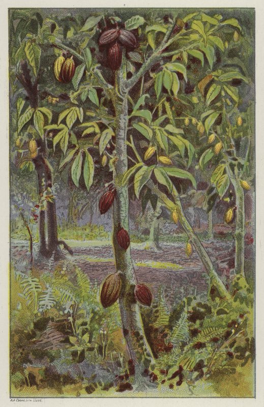 Kakaoplantage, Trinidad (chromolitho) av English School
