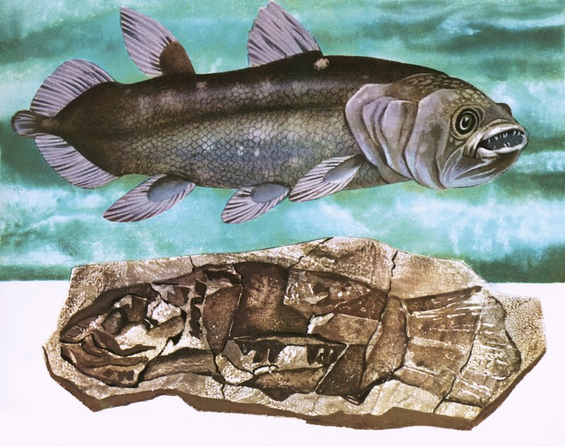 Coelacanth och dess fossil av English School