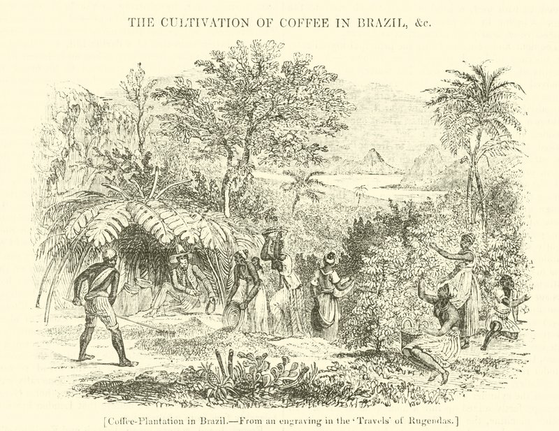 Kaffeplantage i Brasilien av English School