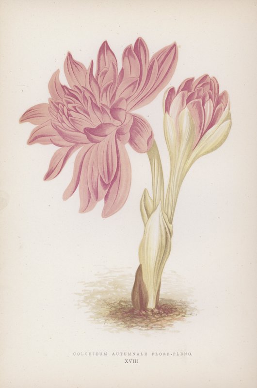 Colchicum Autumnale Flore-pleno (färglitografi) av English School