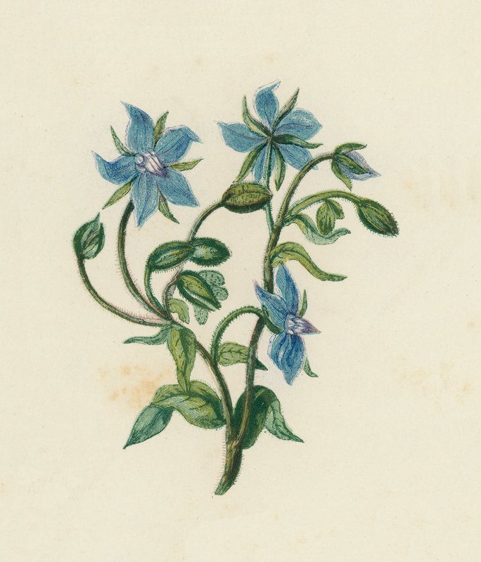 Vanlig gurkört, Borago Officinalis (färg litho) av English School