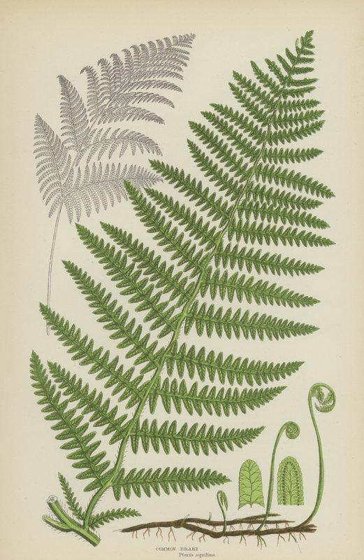Vanlig broms (litho i färg) av English School