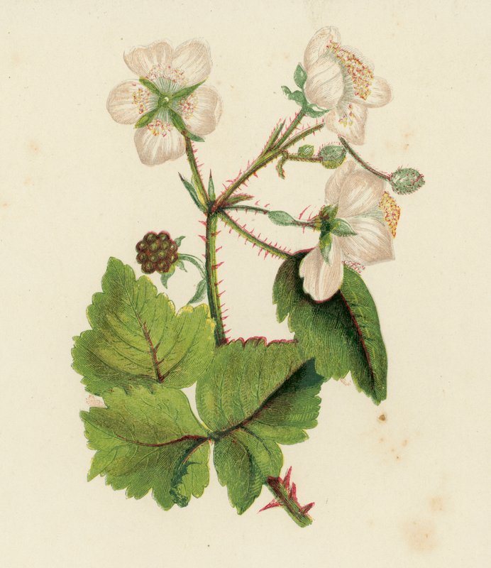 Bramble eller Blackberry, Rubus Fruticosus (färg litho) av English School