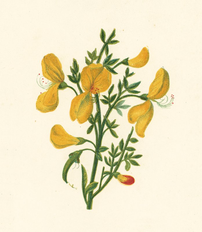 Vanlig kvast, Cytisus Scoparius (färg litho) av English School