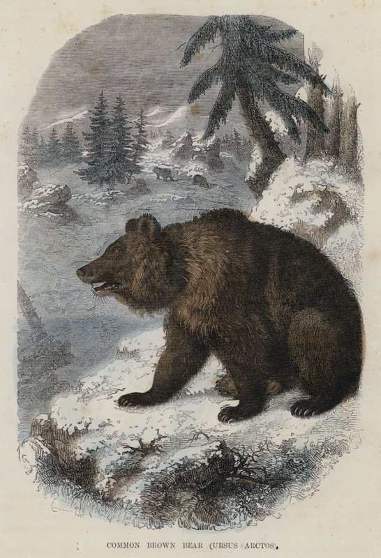 Brunbjörn, Ursus Arctos (färgad gravyr) av English School