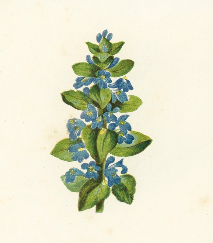 Vanlig bugge, Ajuga Reptans (färglitografi) av English School