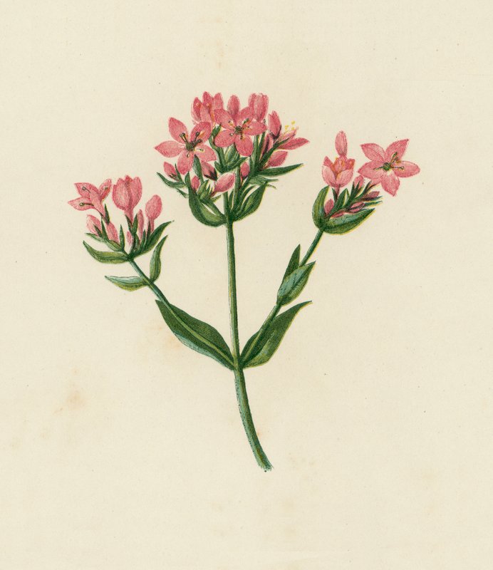 Vanlig kentaur, Erythraea Centaurium (färglitografi) av English School