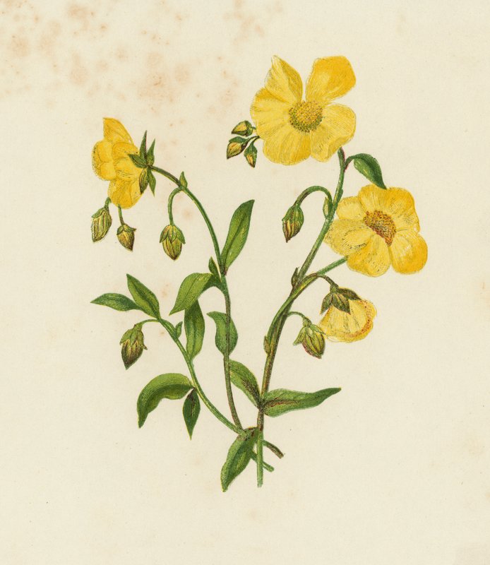 Common Cistus; eller, Rock Rose, Helianthemum Vulgare (färg litho) av English School