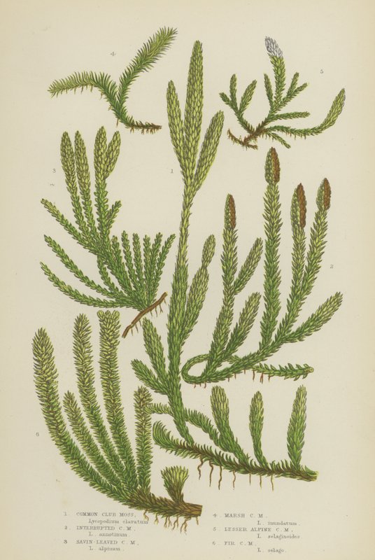 Common Club Moss, Interrupted Club Moss, Savin-Leaved Club Moss, Marsh Club Moss, Lesser Alpine (färg litho) av English School