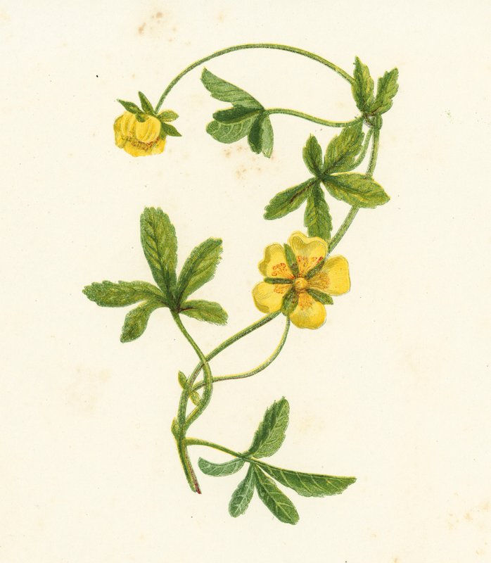 Krypnejlika, Potentilla Reptans (färglitografi) av English School