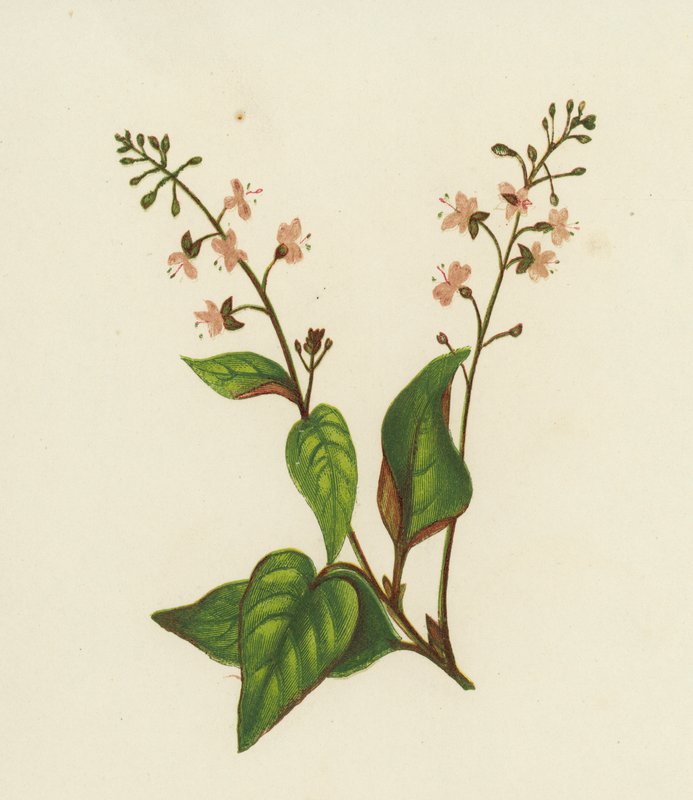 Trollkarls nattskugga, Circaea Lutetiana (färg litho) av English School