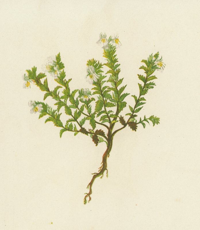 Vanlig ögontröst, Euphrasia officinalis (färg litho) av English School