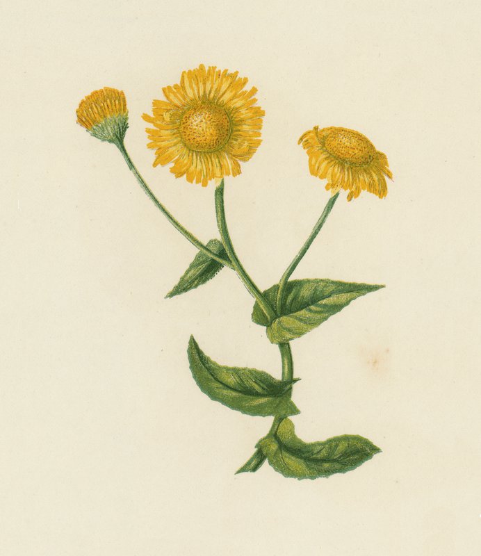 Vanlig lopplosta, Pulicaria dysenterica (färglitografi) av English School