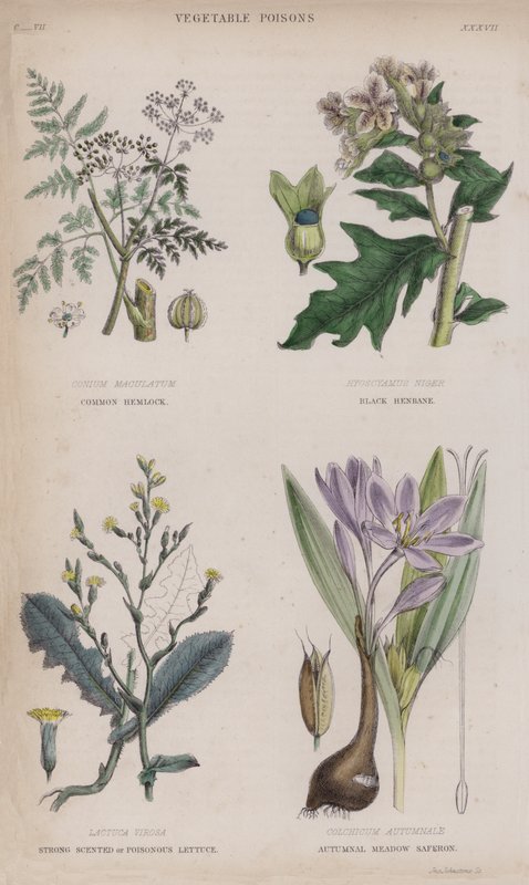 Vanlig Hörlock; Black Henbane; Starkt doftande eller giftig sallad; Autumnal Meadow Saferon (färgad gravyr) av English School