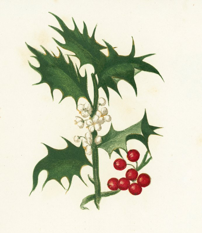 Järnek, Ilex Aquifolium av English School
