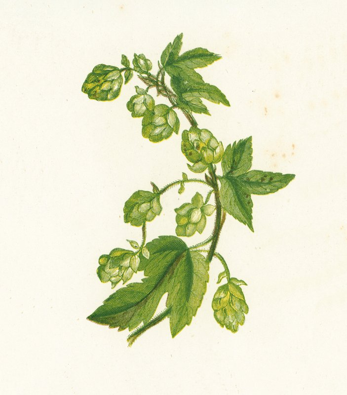 Humle, Humulus Lupulus av English School