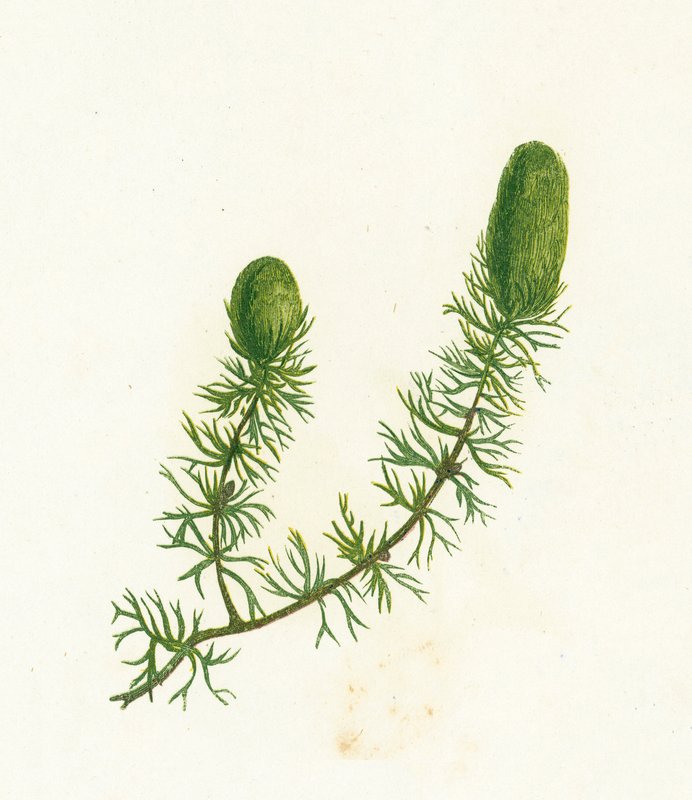 Vanlig hornört, Ceratophyllum Demersum av English School