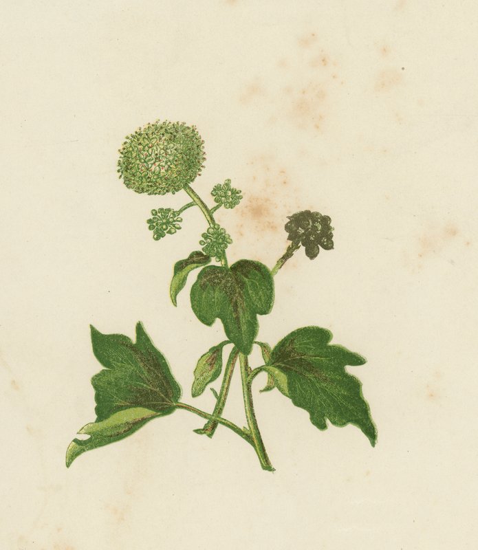 Common Ivy, Ivy Helix (färg litho) av English School