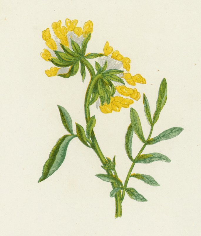 Vanlig njurvicker, Anthyllis Vulneraria (färg litho) av English School