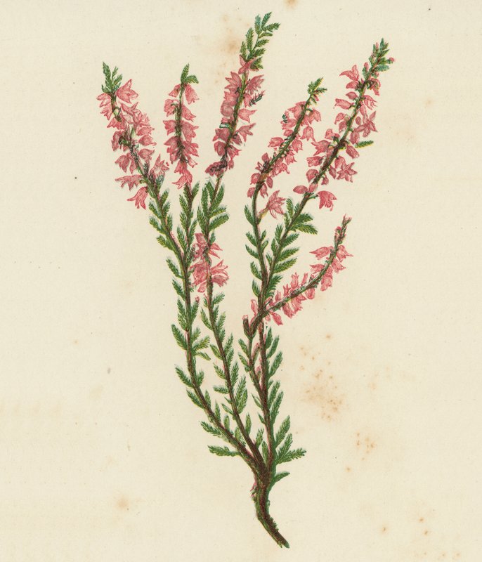 Ljung, eller ljung, Calluna Vulgaris (färglitografi) av English School