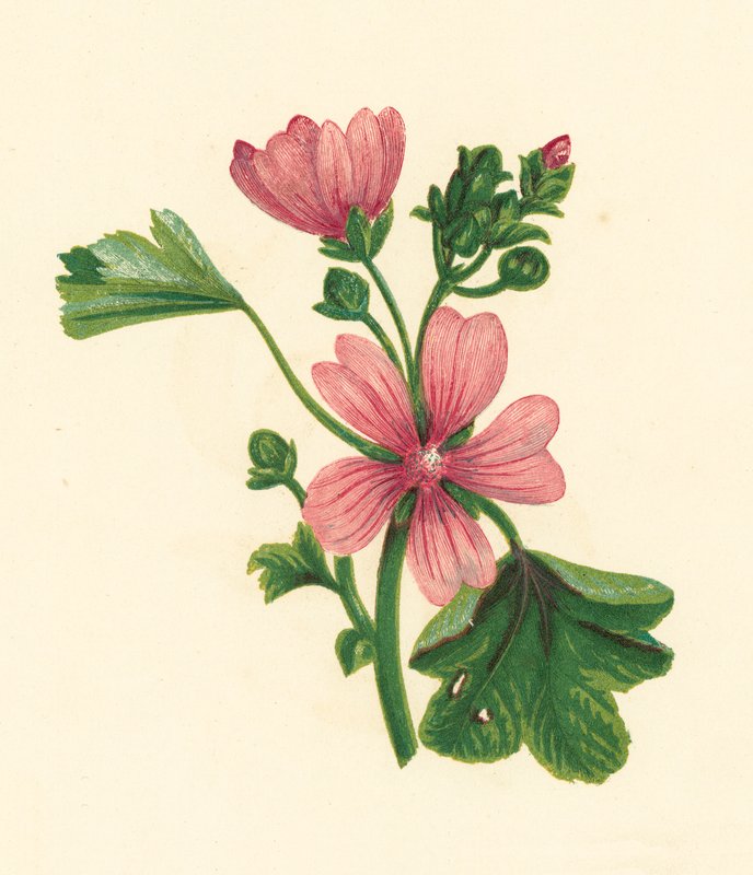 Vanlig malva, Malva Sylvestris (färglitografi) av English School