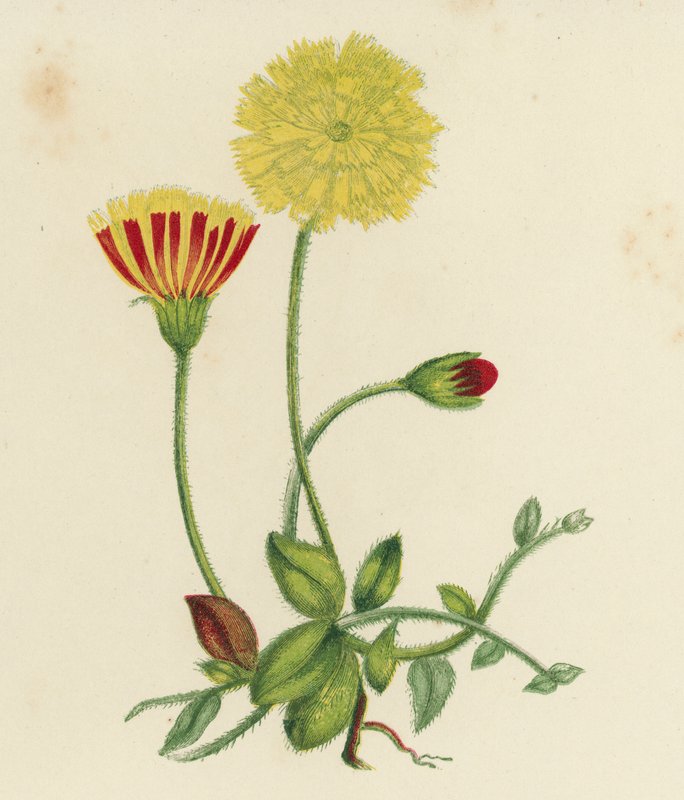 Vanlig musöronhagtorn, Hieracium pilosella (färg litho) av English School