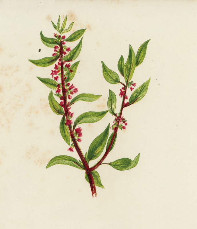 Vanlig väggpellit, Parietaria officinalis (färglitografi) av English School