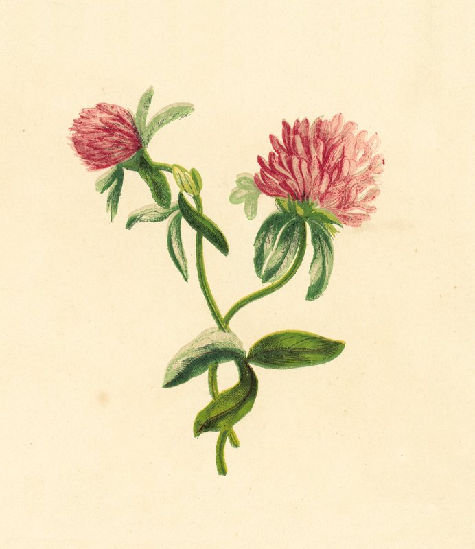 Vanlig lila trefoil, Trifolium Pratense av English School