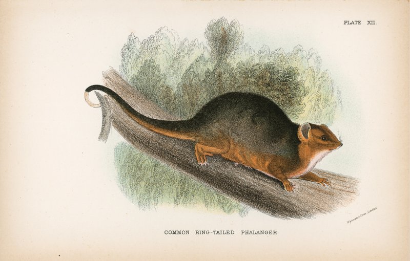 Vanlig Ring-tailed Phalanger av English School